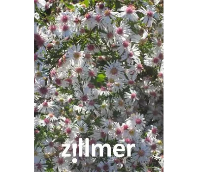 Aster laterifolius horiz.'Prince'