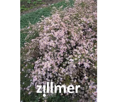 Aster ericoides 'Pink Cloud' Aster ericoides 'Pink Cloud'