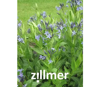 Amsonia Hybr. 'Blue Ice' Amsonia Hybr. 'Blue Ice'