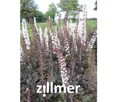 Actaea simplex 'Brunette' Actaea simplex 'Brunette'