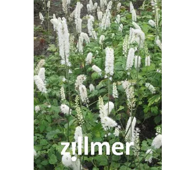 Actaea simplex 'White Pearl' Actaea simplex 'White Pearl'