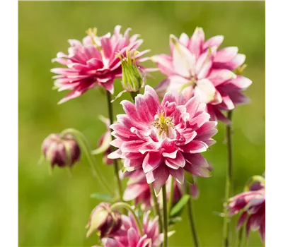 Aquilegia vulgaris 'Nora Barlow' Aquilegia vulgaris 'Nora Barlow'