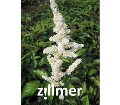 Astilbe Japonica-Hybr.'Deutschland' Astilbe Japonica-Hybr.'Deutschland'
