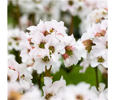 Bergenia Hybr.'Schneekristall' Bergenia Hybr.'Schneekristall'