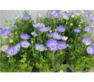 Campanula carp.'Royal Wave' Campanula carp.'Royal Wave'