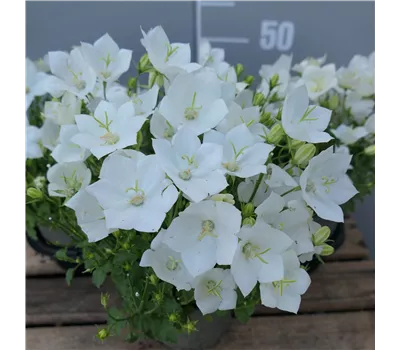 Campanula carp.'Weiße Clips' Campanula carp.'Weiße Clips'