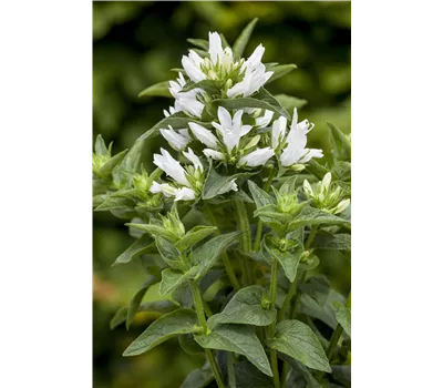 Campanula glomerata 'Alba' Campanula glomerata 'Alba'