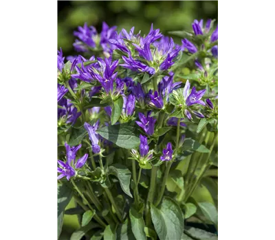 Campanula glomerata 'Bellefleur Blue' Campanula glomerata 'Bellefleur Blue'