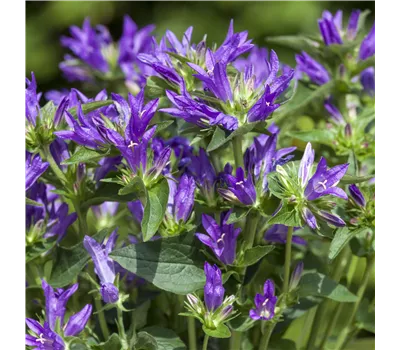 Campanula glomerata 'Dahurica' Campanula glomerata 'Dahurica'