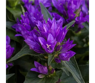 Campanula glomerata 'Genti Blue' Campanula glomerata 'Genti Blue'