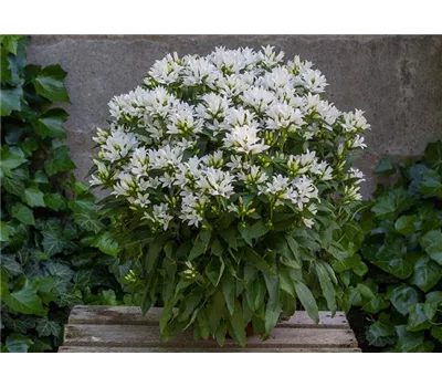 Campanula glomerata 'Genti White' Campanula glomerata 'Genti White'