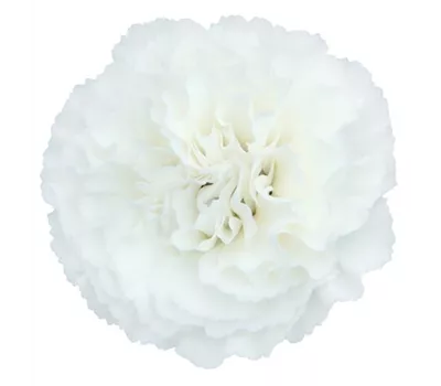 Dianthus Devon Cottage 'Devon Dove' Dianthus Devon Cottage 'Devon Dove'