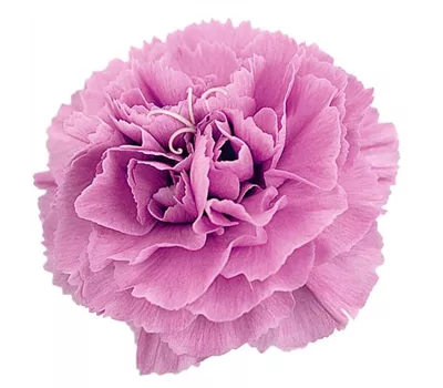 Dianthus Devon Cottage 'Pink' Dianthus Devon Cottage 'Pink'
