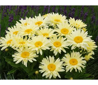 Leucanthemum Hybr. 'Banana Cream'