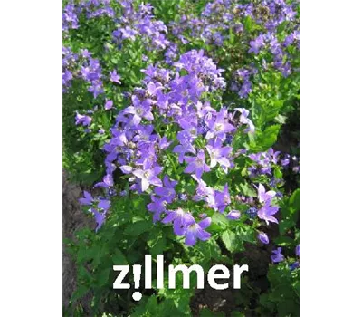 Campanula lactiflora 'Superba' Campanula lactiflora 'Superba'