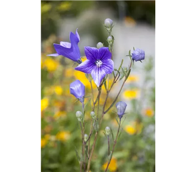 Campanula persicifolia Campanula persicifolia