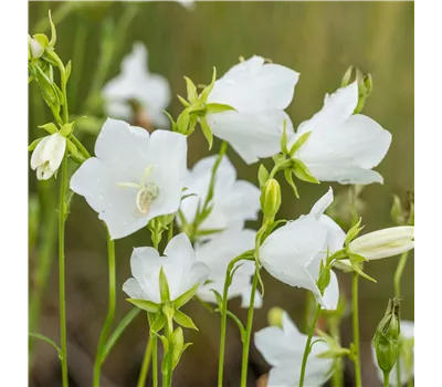 Campanula persicifolia 'Alba' Campanula persicifolia 'Alba'