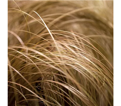 Carex comans 'Bronze Form' Carex comans 'Bronze Form'