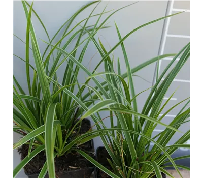 Carex morrowii 'Variegata' Carex morrowii 'Variegata'