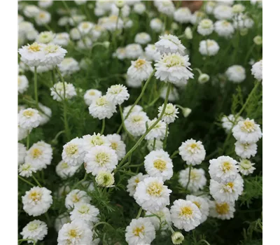 Chaemelium nobile 'Flore Pleno'