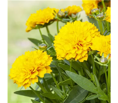 Coreopsis grandiflora 'Solanna Golden Sphere' Coreopsis grandiflora 'Solanna Golden Sphere'