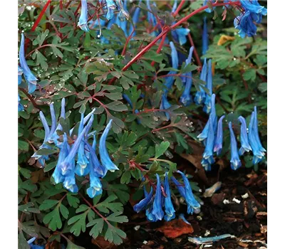 Corydalis curviflora 'Blue Heron' Corydalis curviflora 'Blue Heron'