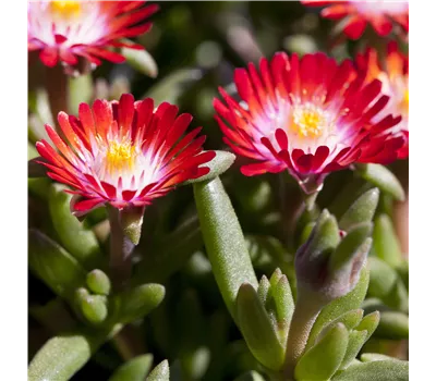 Delosperma Jewel of Desert 'Grenade' Delosperma Jewel of Desert 'Grenade'