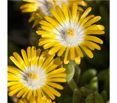 Delosperma Jewel of Desert 'Peridott' Delosperma Jewel of Desert 'Peridott'