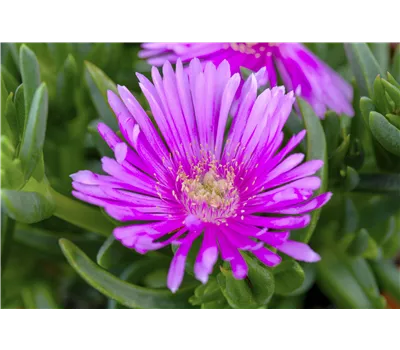 Delosperma Jewel of Desert 'Rosenquartz' Delosperma Jewel of Desert 'Rosenquartz'