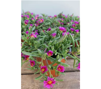 Delosperma Wheels of Wonder 'Hot Pink' Delosperma Wheels of Wonder 'Hot Pink'