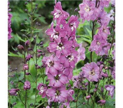 Delphinium Elat.- Hybr. 'Dusky Maidens' Delphinium Elat.- Hybr. 'Dusky Maidens'