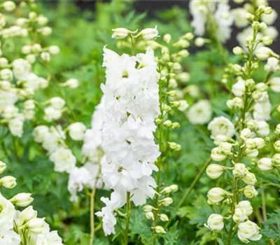 Delphinium Elat.- Hybr. 'Double Innocence' Delphinium Elat.- Hybr. 'Double Innocence'