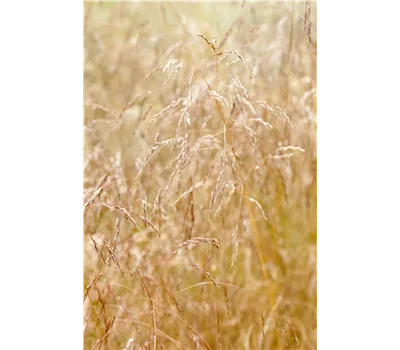 Deschampsia cespitosa 'Tauträger' Deschampsia cespitosa 'Tauträger'