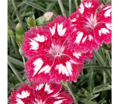 Dianthus Plum.-Hybr. 'Angel of Desire' Dianthus Plum.-Hybr. 'Angel of Desire'
