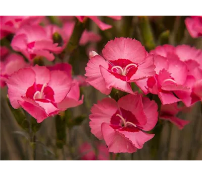 Dianthus Plum.-Hybr. 'Angel of Hope' Dianthus Plum.-Hybr. 'Angel of Hope'