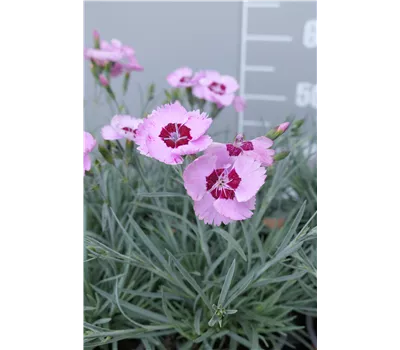 Dianthus Plum.-Hybr. 'Angel of Peace' Dianthus Plum.-Hybr. 'Angel of Peace'