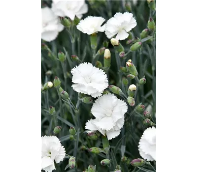 Dianthus Plum.-Hybr. 'Angel of Purity' Dianthus Plum.-Hybr. 'Angel of Purity'