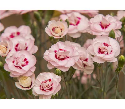 Dianthus Plum.-Hybr. 'Angel of Virtue' Dianthus Plum.-Hybr. 'Angel of Virtue'