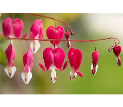 Dicentra formosa 'King of Hearts' Dicentra formosa 'King of Hearts'