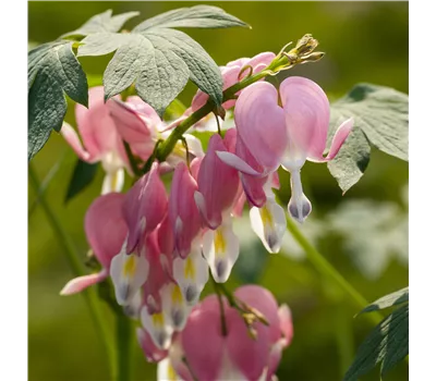 Dicentra spectabilis Dicentra spectabilis