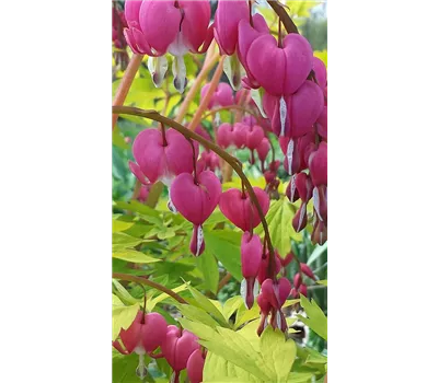 Dicentra spectabilis 'Gold Heart' -R- Dicentra spectabilis 'Gold Heart' -R-