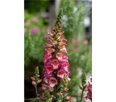 Digitalis x Isopl.- Hyb. 'Berry Canary' Digitalis x Isopl.- Hyb. 'Berry Canary'