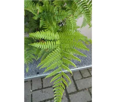 Dryopteris erythrosora 'Autumn' Dryopteris erythrosora 'Autumn'