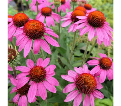 Echinacea Hybr. 'Amazing Dream' -R- Echinacea Hybr. 'Amazing Dream' -R-