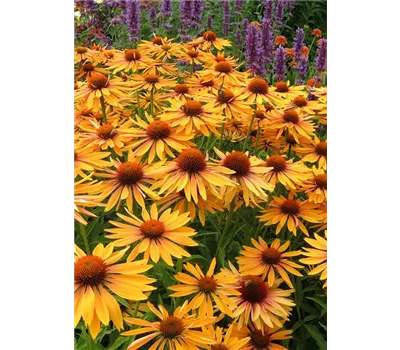 Echinacea Hybr. 'Big Kahuna' -R- Echinacea Hybr. 'Big Kahuna' -R-