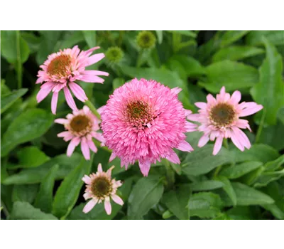 Echinacea Hybr. 'Butterfly Kisses' -R- Echinacea Hybr. 'Butterfly Kisses' -R-