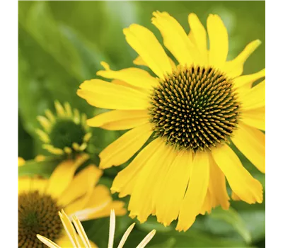Echinacea Hybr. 'Fountain Yellow' -R- Echinacea Hybr. 'Fountain Yellow' -R-