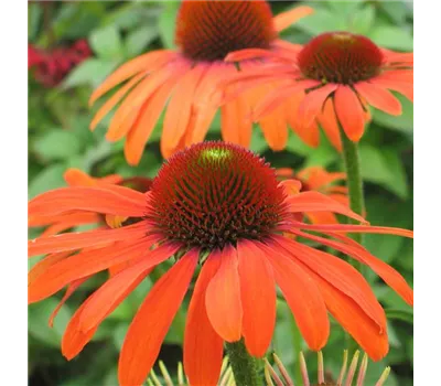 Echinacea Hybr. 'Julia' -R- Echinacea Hybr. 'Julia' -R-