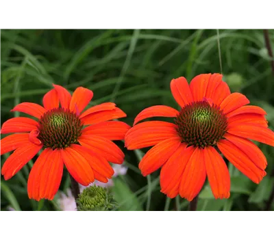 Echinacea Hybr. 'KISMET Intense Orange' -R- Echinacea Hybr. 'KISMET Intense Orange' -R-