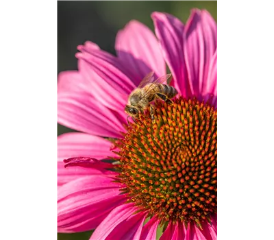 Echinacea Hybr. 'KISMET Raspberry' -R- Echinacea Hybr. 'KISMET Raspberry' -R-